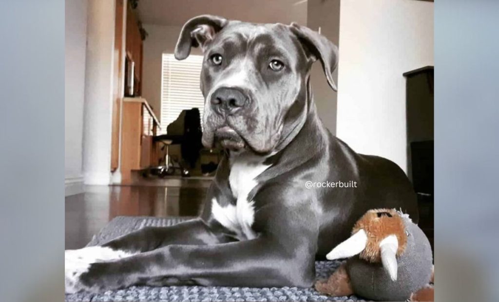 Cane Corso Pitbull Mix - Corso Bull