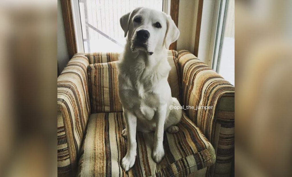 Great Pyrenees Pitbull Mix - The Great Pyrebull 