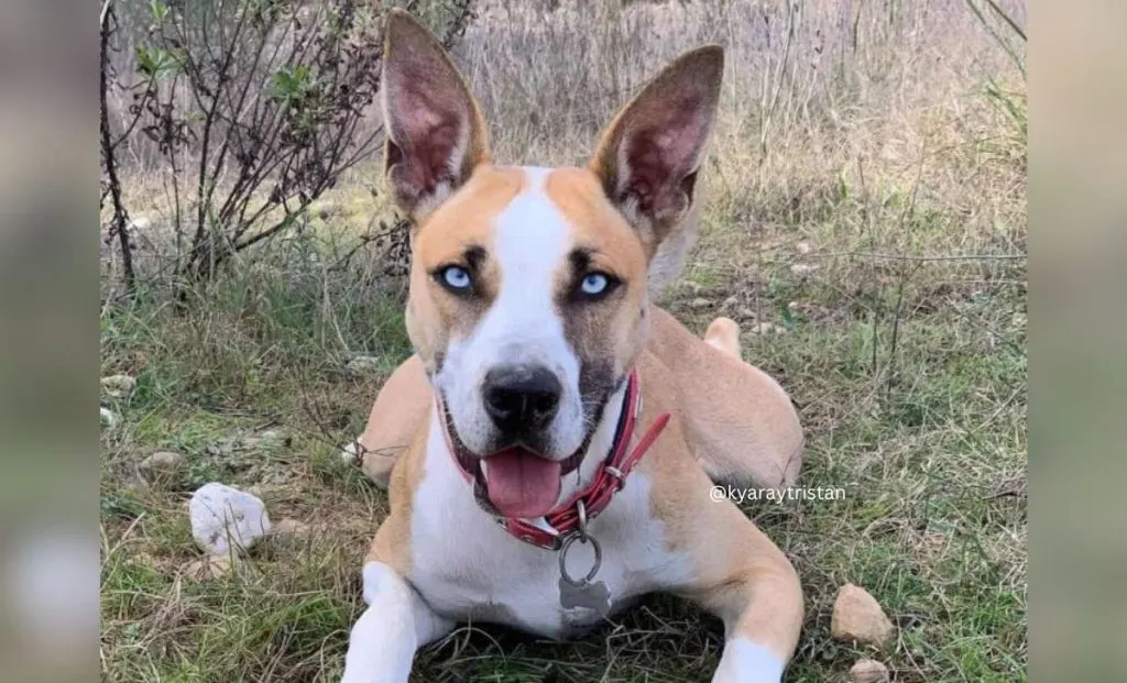 Pitbull Husky Mix