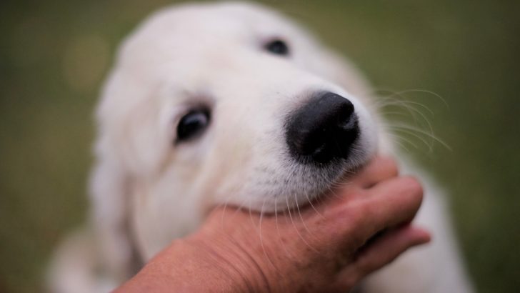 5 Reasons Why Do Dogs Nibble On You And 5 Ways To Stop It