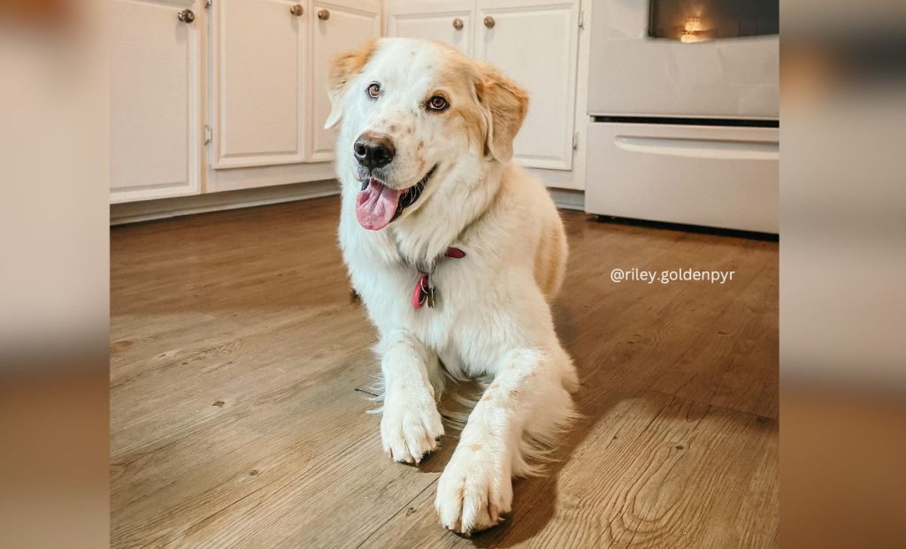 Golden Pyrenees 