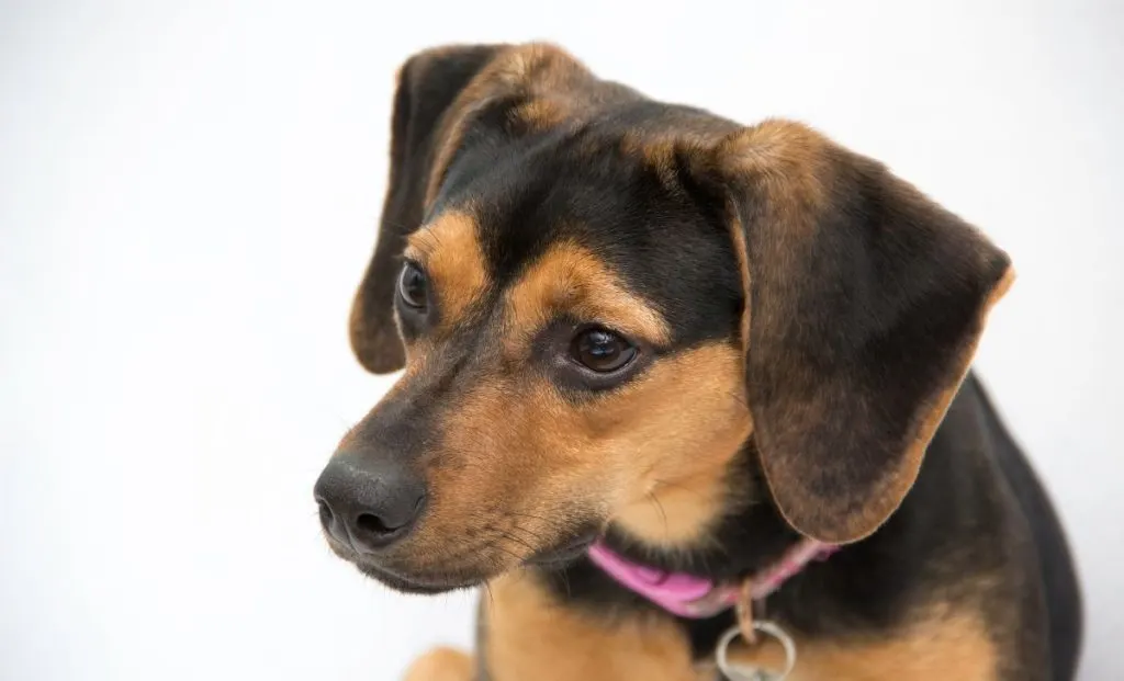 red and black beagle color