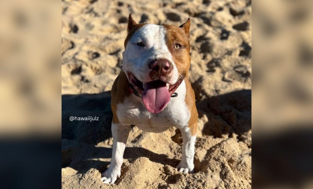 Red and white pitbull