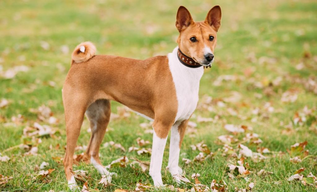 red and white basenji color