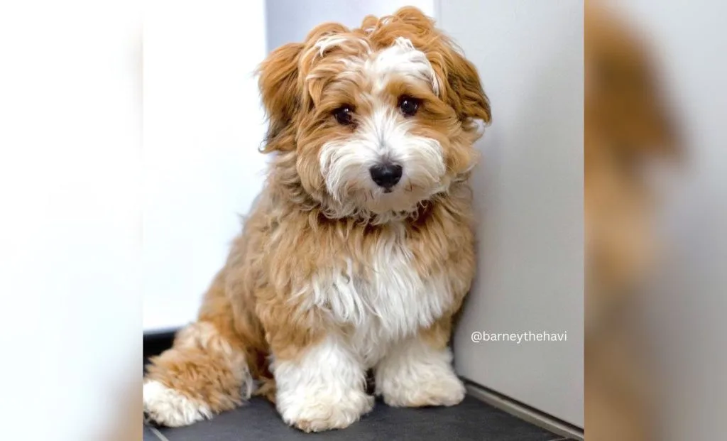 red and white havanese color