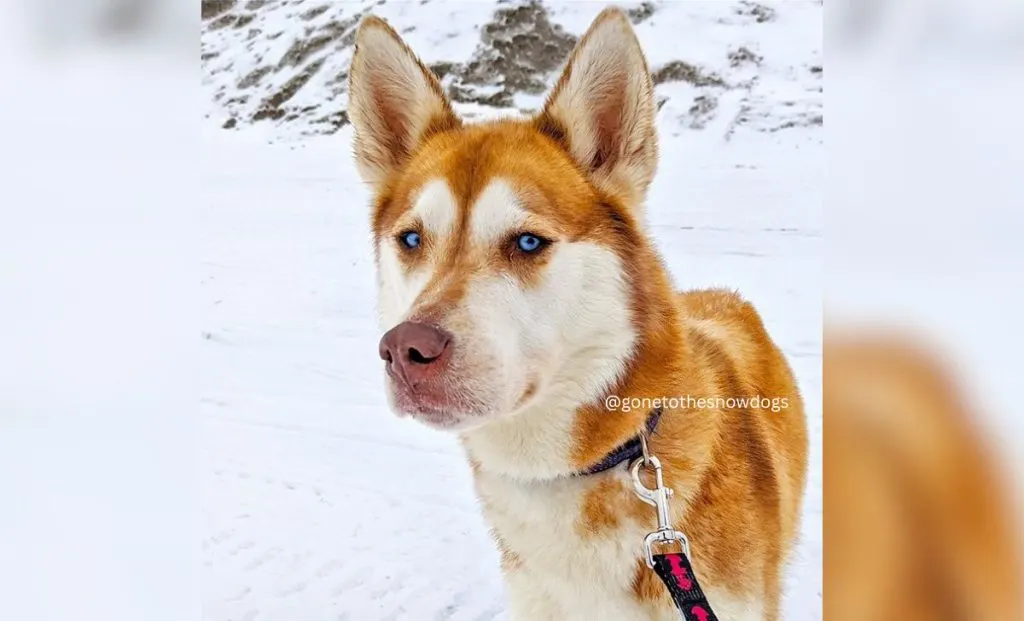 red and white husky