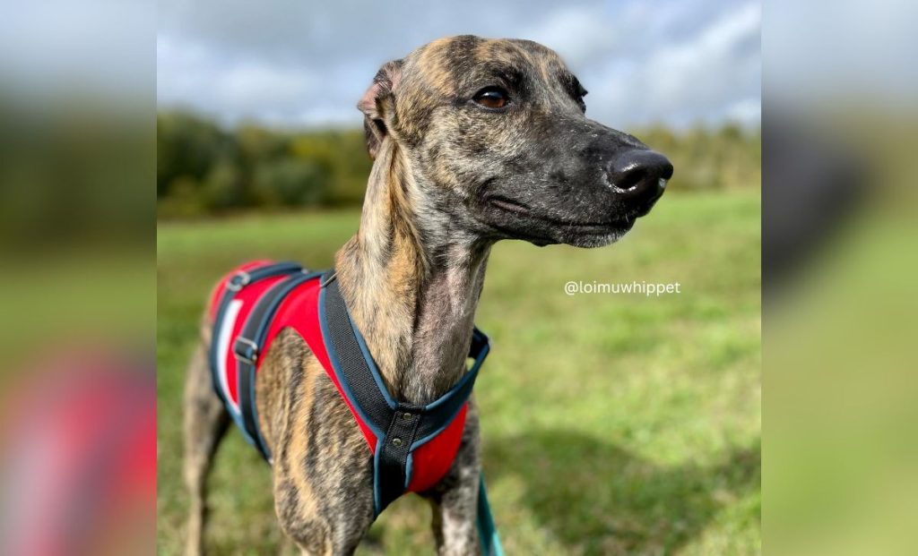 red brindle whippet color