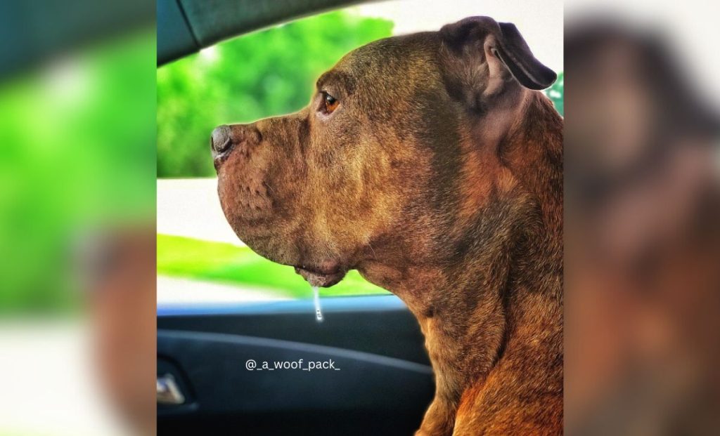 Red Brindle Pitbull