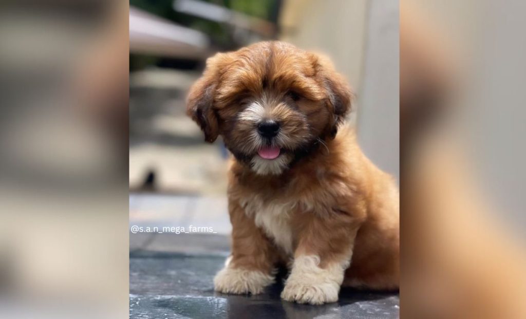 red gold lhasa apso