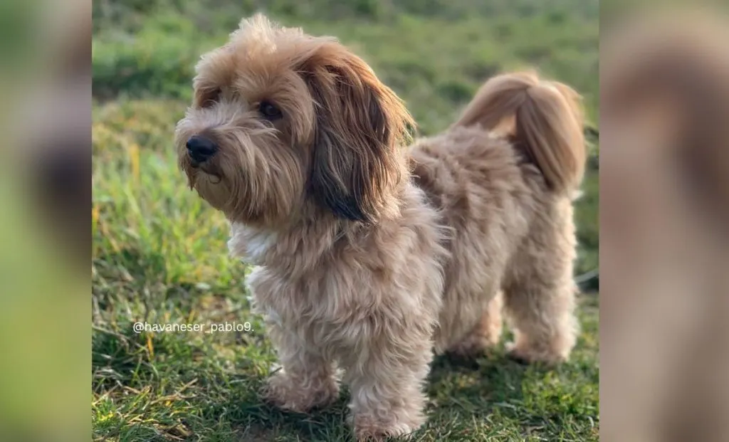 red havanese color