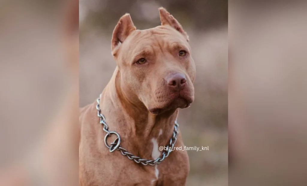 Red Pitbull