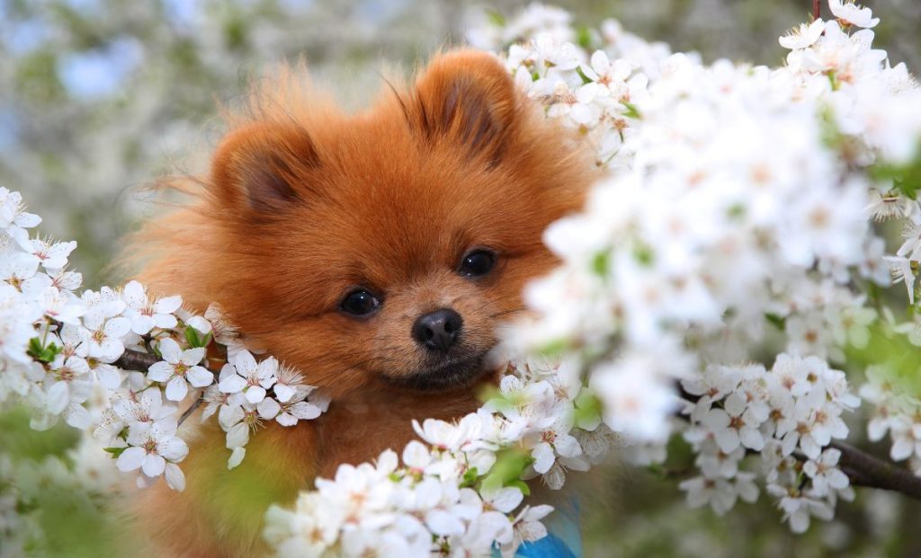 red pomeranian color