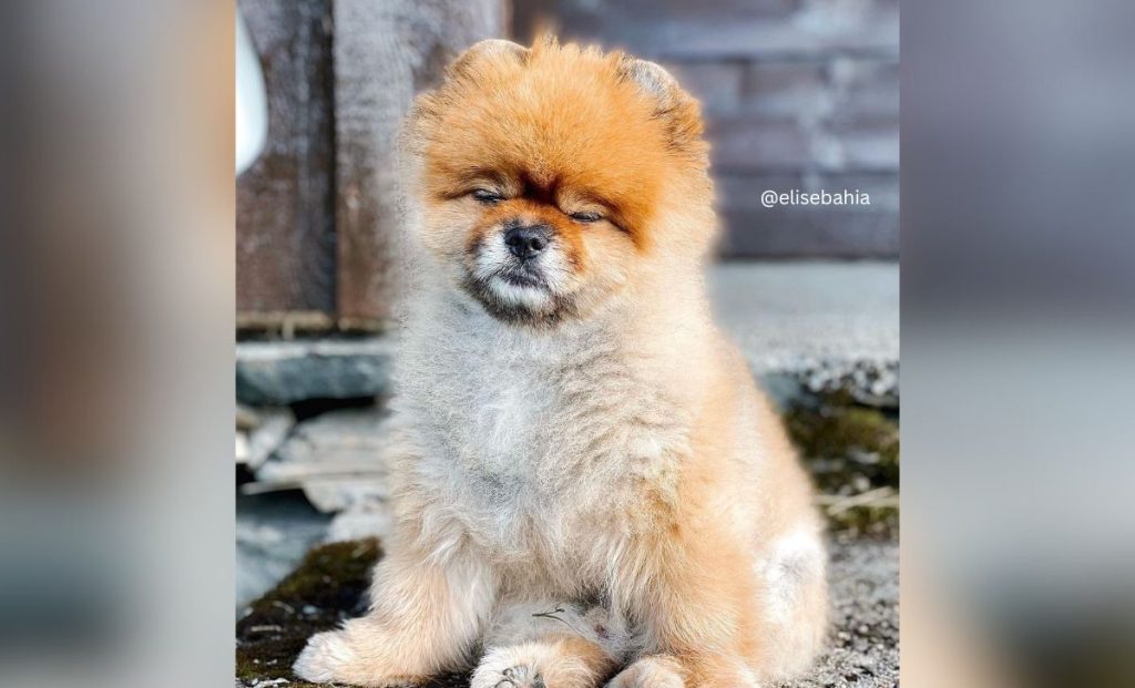 red sable pomeranian color