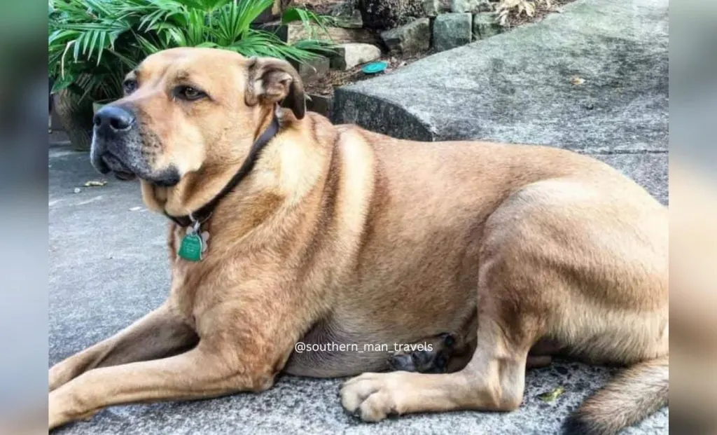 rhodesian x pitbull mix