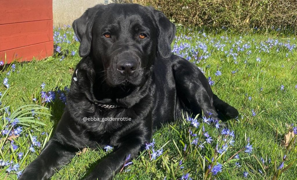 Golden Rottie