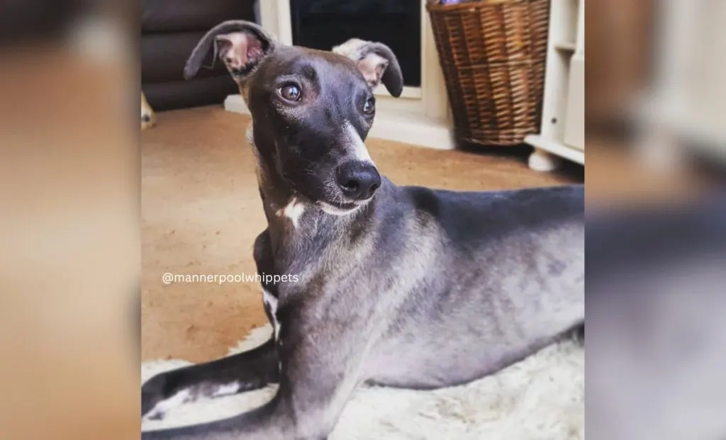 sable whippet color