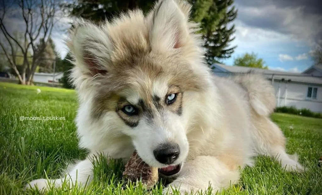 sable husky