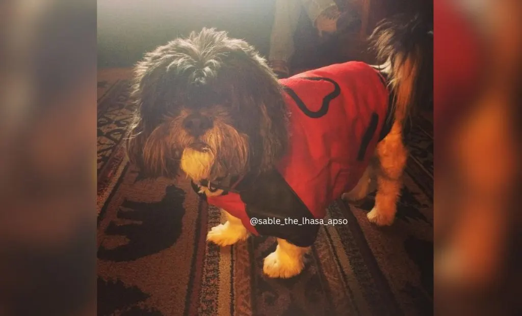 sable lhasa apso