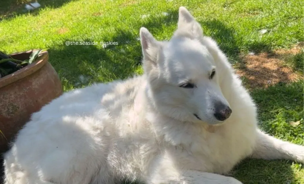 saddleback-husky