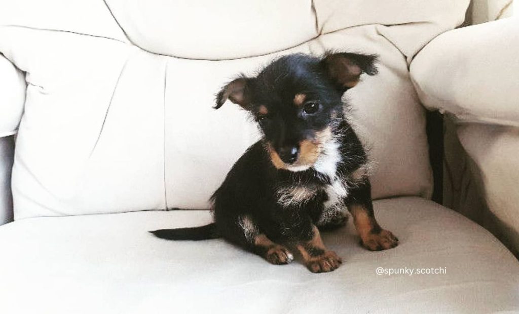 Chihuahua x Scottish Terrier