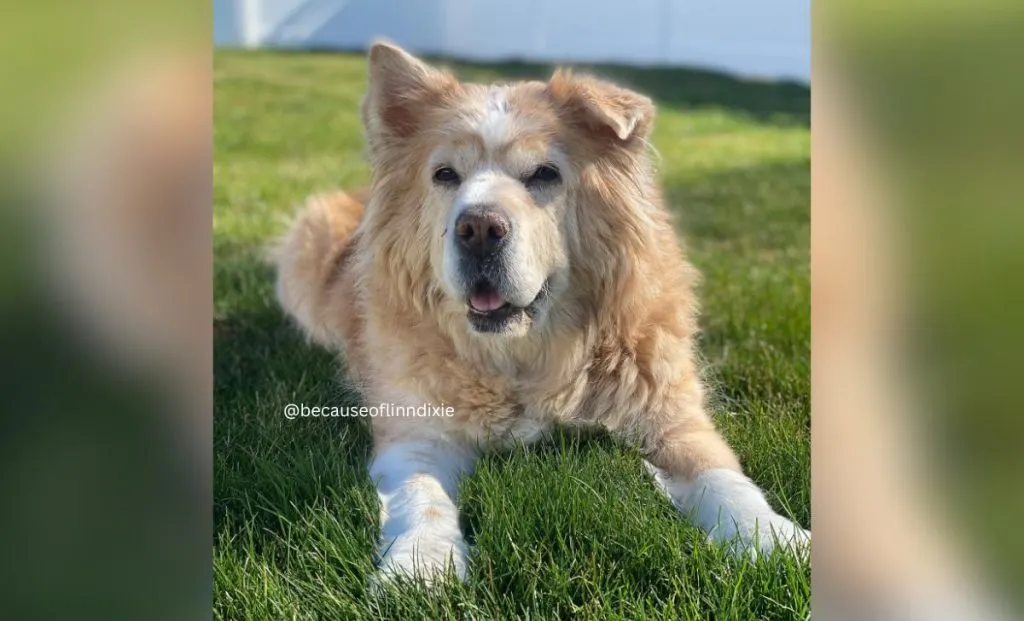 Golden Pei