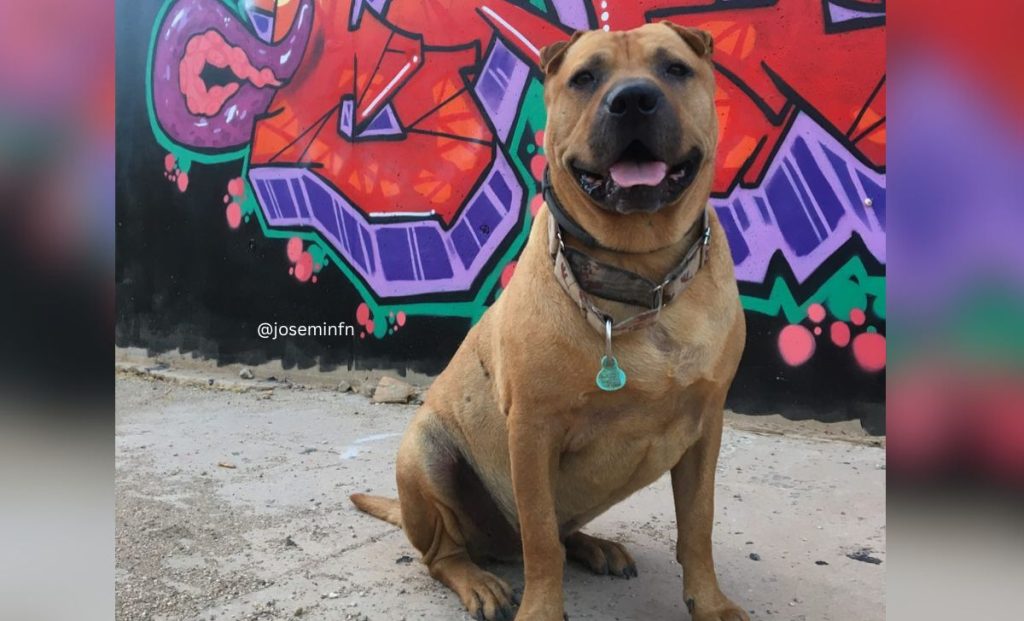 shar pei x pitbull mix