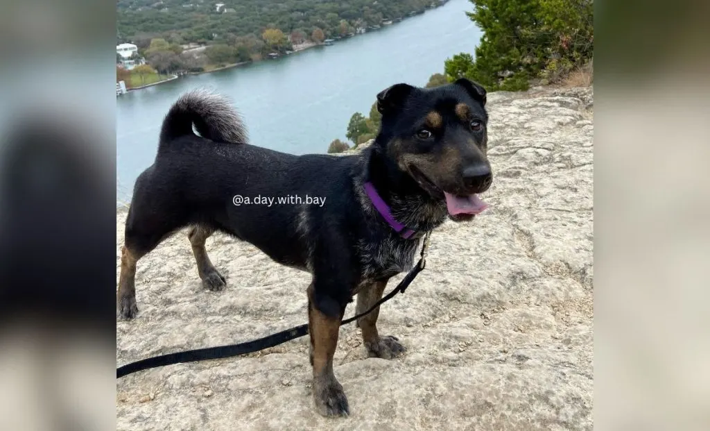 Corgi Shar Pei Mix - Shar Corgi