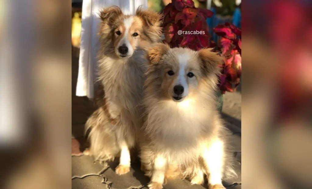 Golden Sheltie