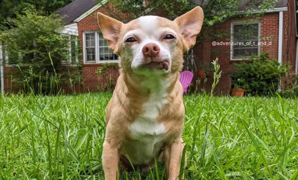 Chihuahua x Schipperke