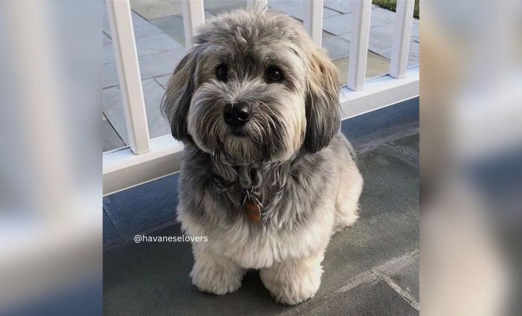 silver and white havanese color