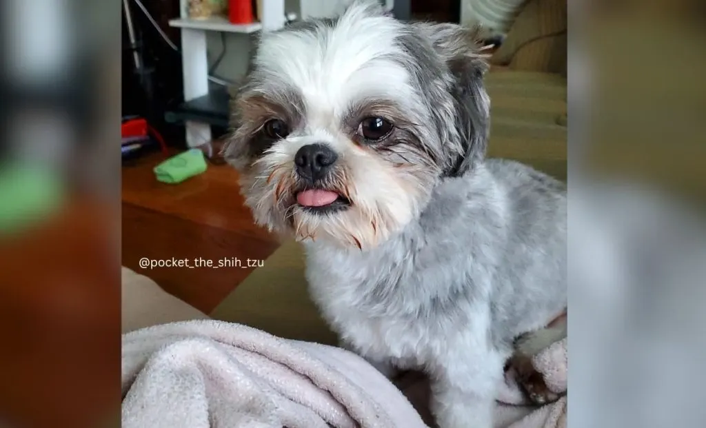 Silver And White Shih Tzus