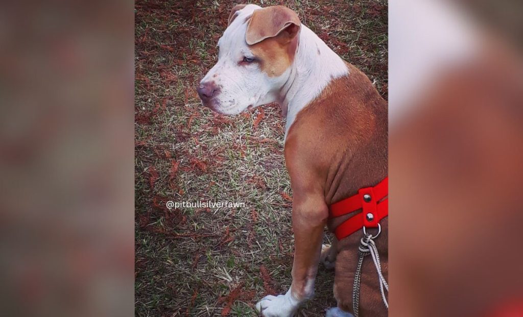  Silver Fawn Pitbull