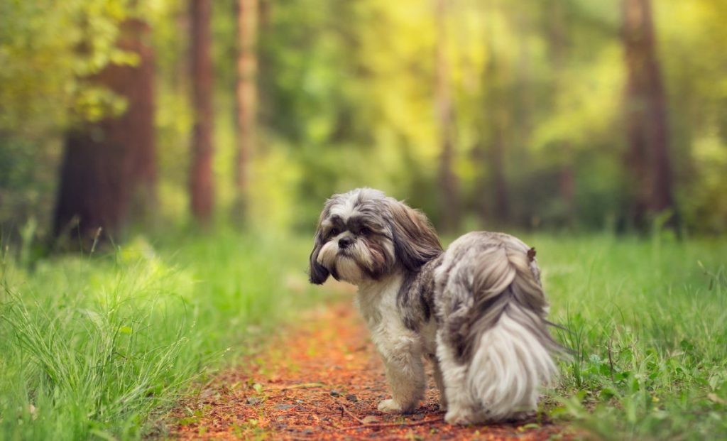 Silver Gold And White Shih Tzus