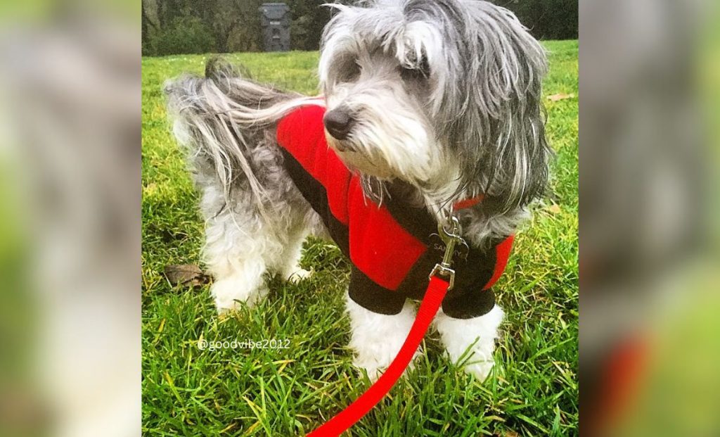 silver havanese color