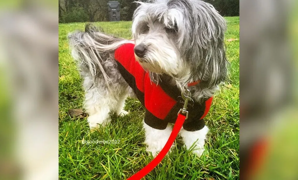 The 27 Intriguing Havanese Colors And Patterns (With Pictures)