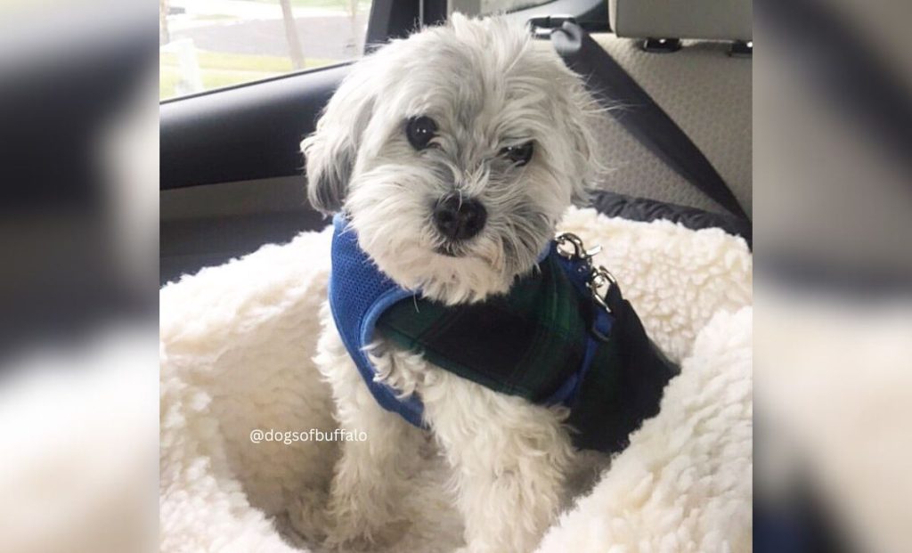 silver markings havanese