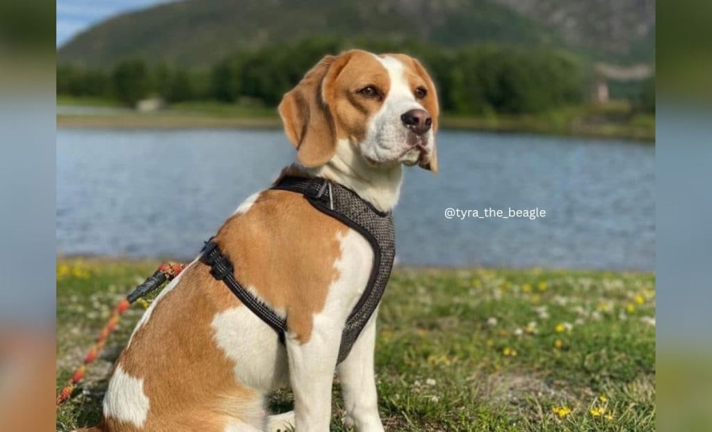 tan and white beagle color