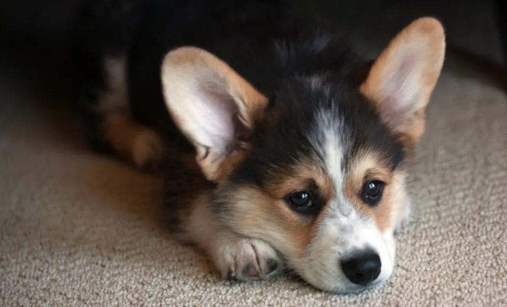 ten months old corgi