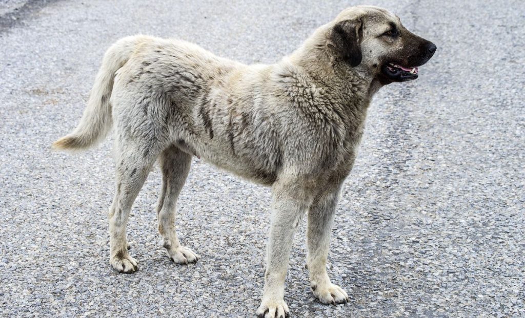 the anatolian shepherd 