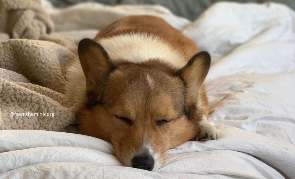 The fawn corgi