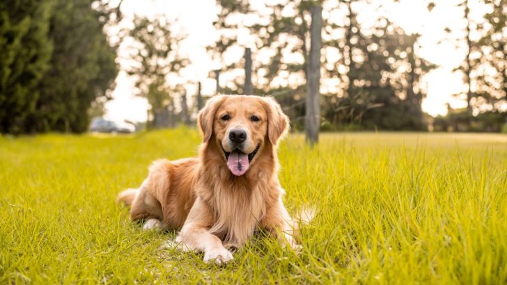 Feast Your Eyes On 35 Amazing Golden Retriever Mixes 