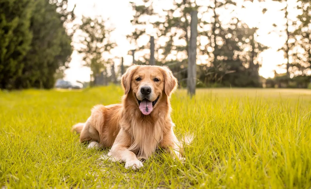 The golden retriever