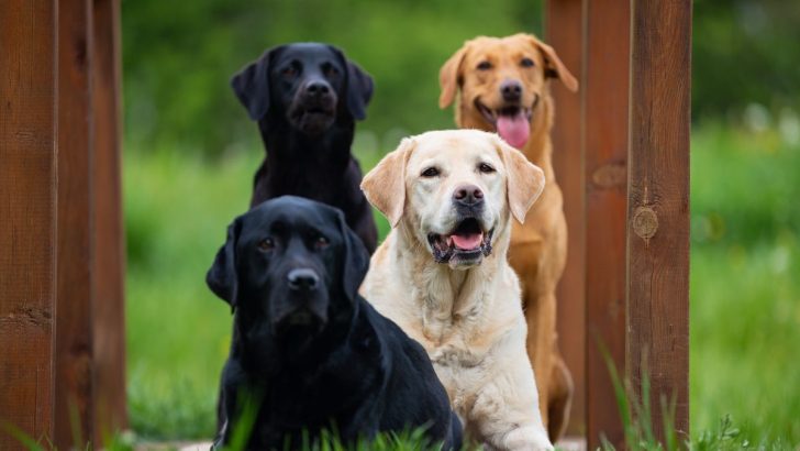 All 7 Labrador Retriever Colors And The Fun Genetics Behind Them