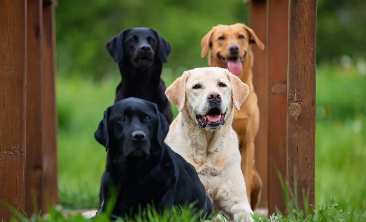 three colors labrador