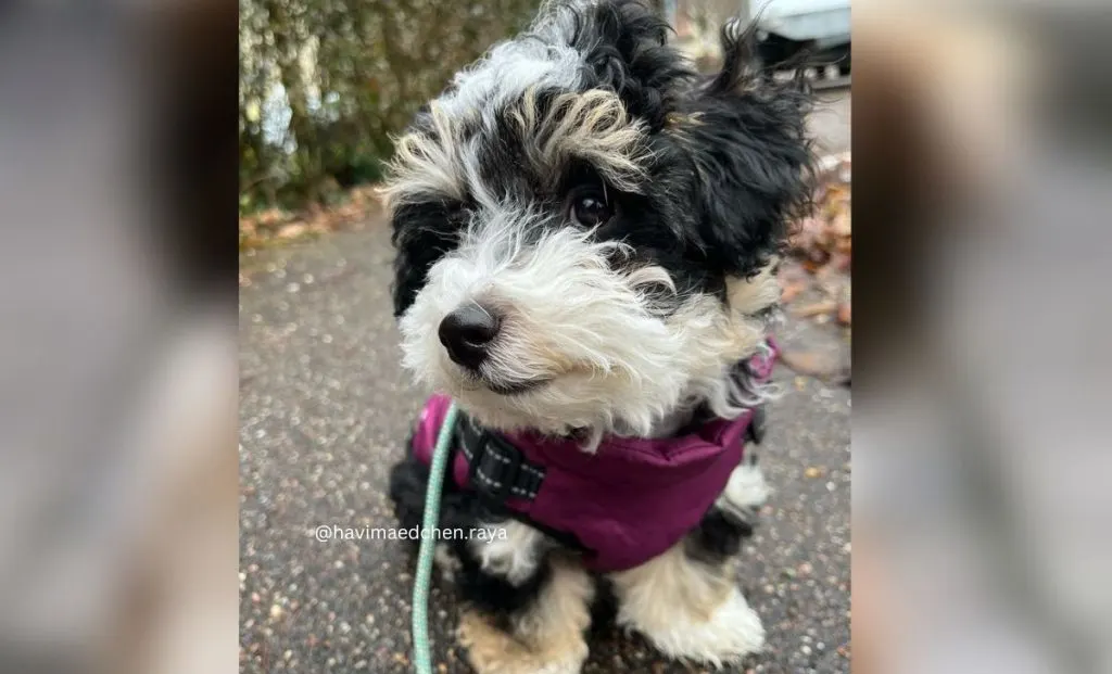 tricolor havanese