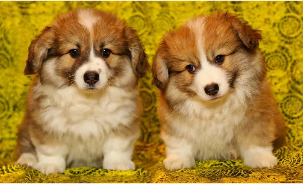 two weeks old corgi