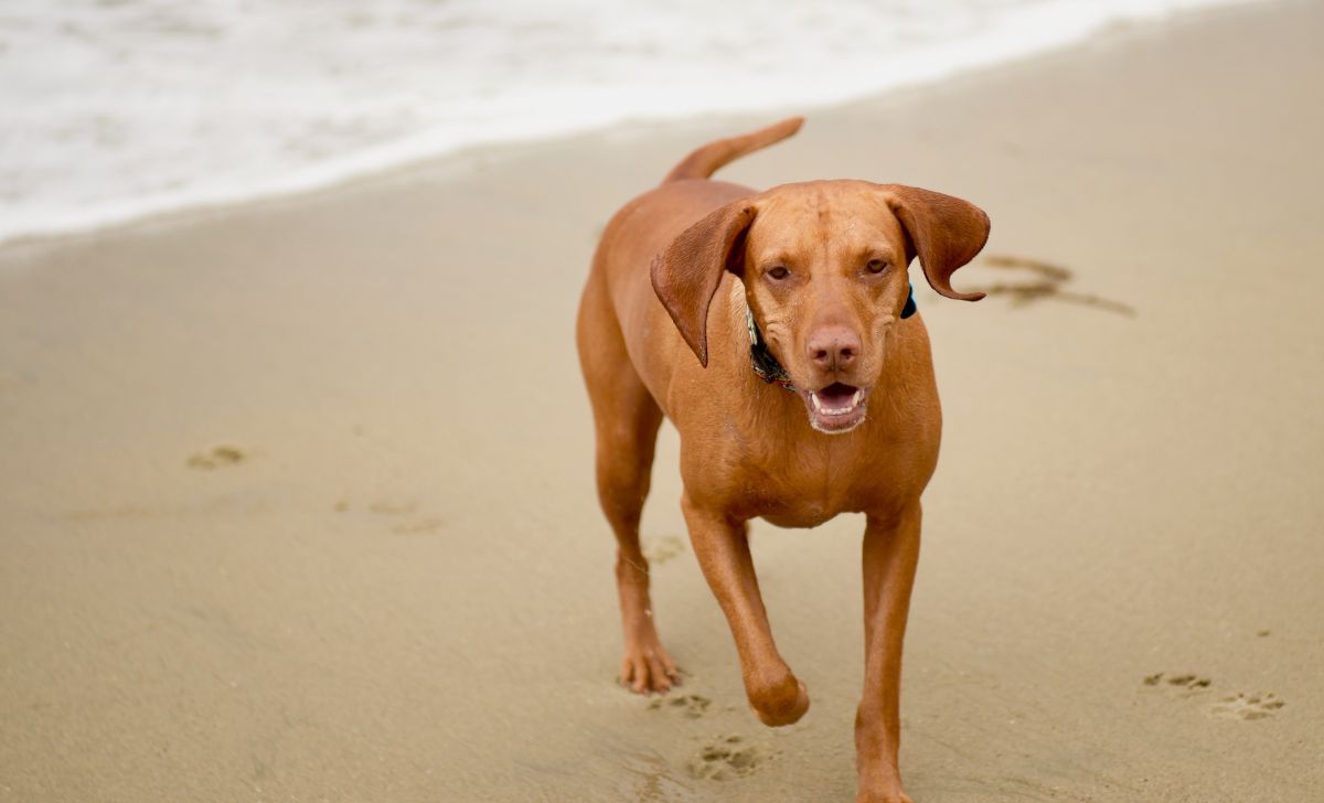 vizsla on the beach