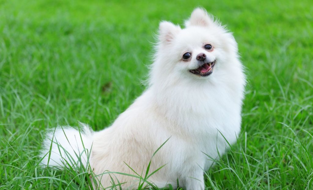 white pomeranian color