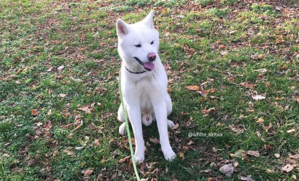 white akita color