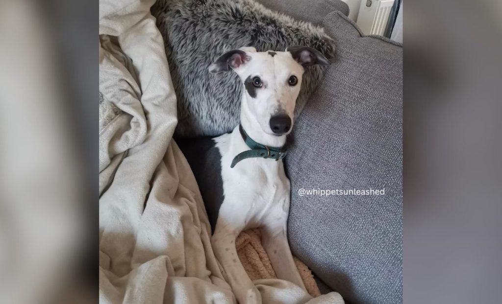 white and blue whippet color